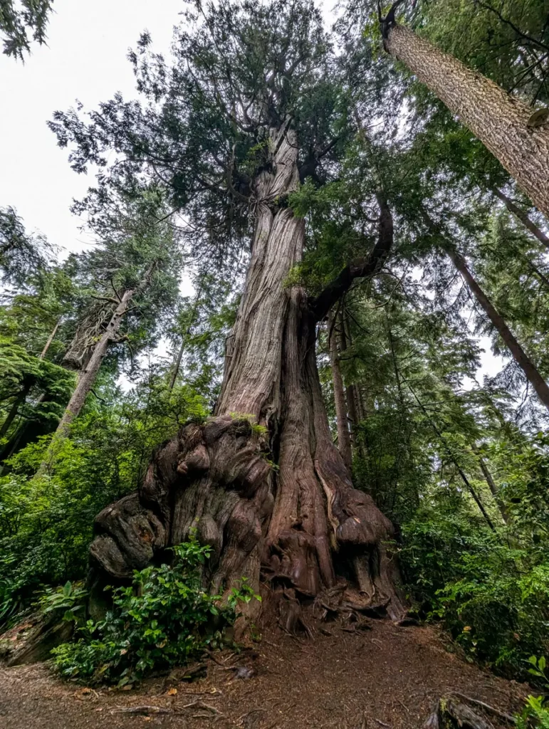 The Wonderful Smell of Big Cedar at Kalaloch, Washington