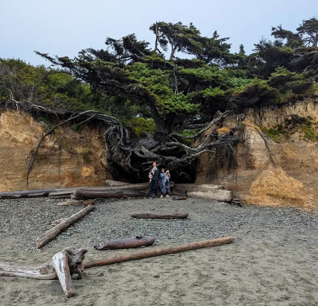 The Tree of Life at Kalaloch Beach: Defying Gravity & Time