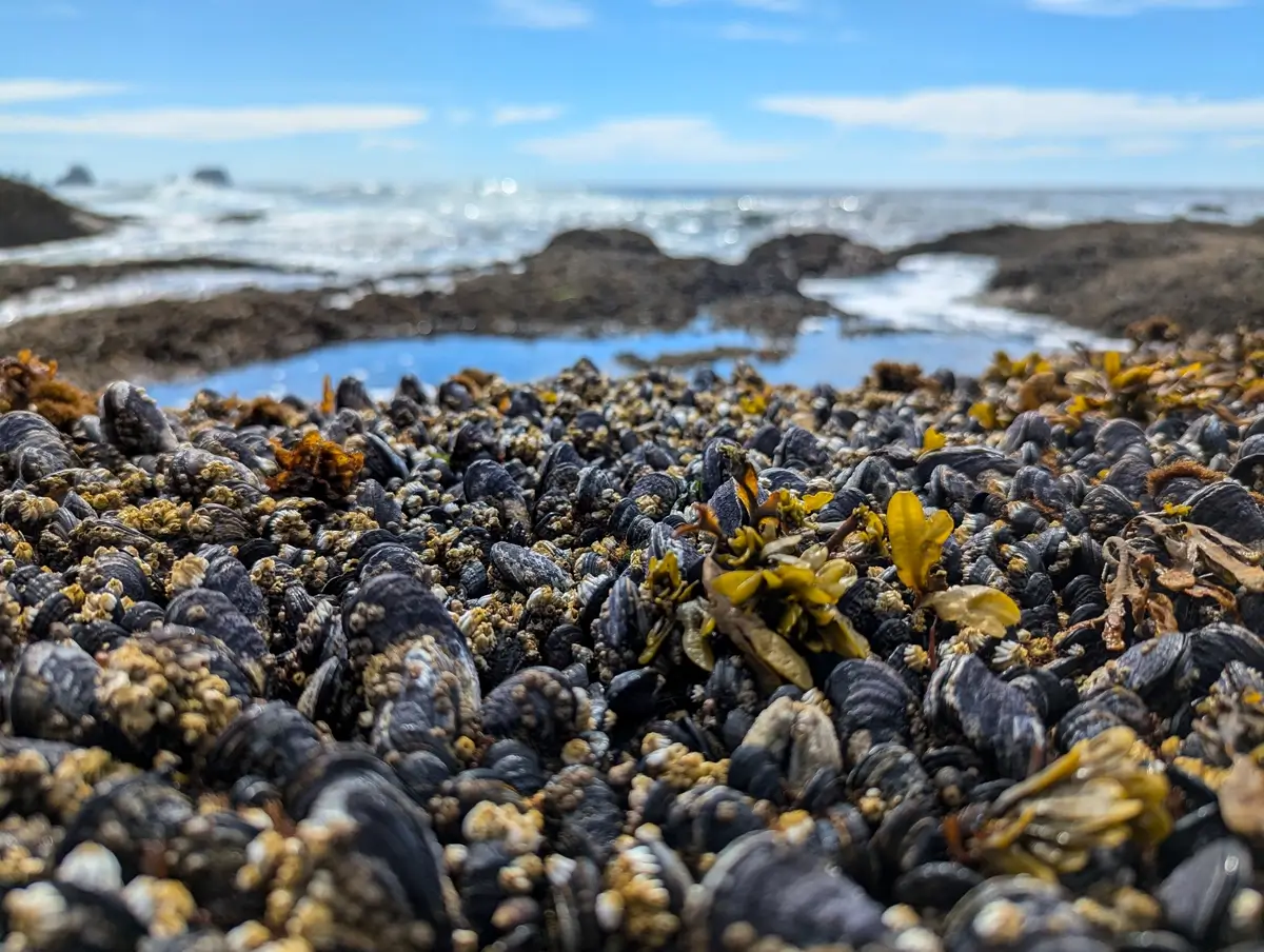 Barnacle And Shellfish Covered Rocks At Shi Shi Beach A close-up of black mussels and barnacles tightly clustered on a rocky shoreline, speckled with yellowish seaweed, with the ocean and tidepools blurred in the distance under a blue sky.
