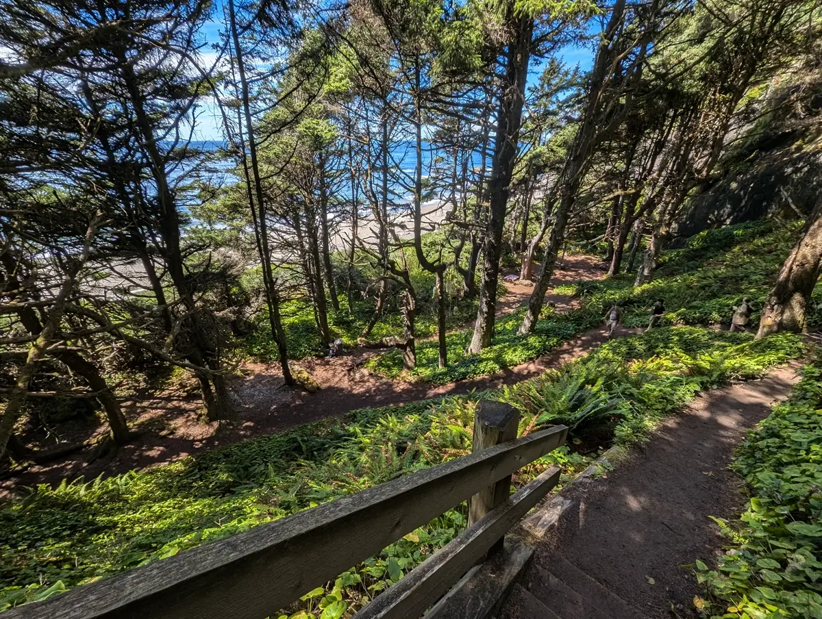 Descent To Shi Shi Beach View from a forested trail leading down 150 feet to Shi Shi Beach, with a wooden handrail in the foreground, dappled sunlight filtering through tall evergreens, and a glimpse of the Pacific Ocean in the distance.