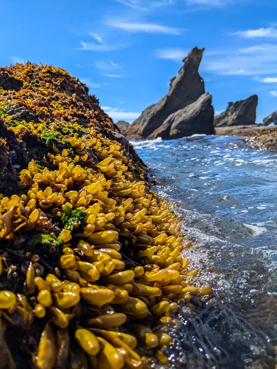 Golden Brown Seaweed Clusters Shi Shi Beach Washington Golden-brown seaweed clusters cover a tidepool rock at Shi Shi Beach, glistening in the sunlight as waves roll in behind it, framed by rugged sea stacks and a vibrant blue sky.