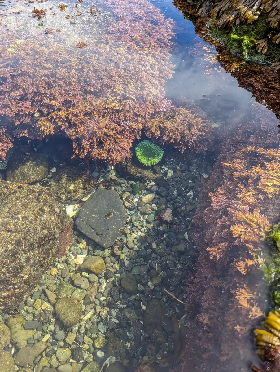 Green Sea Anemone Shi Shi Beach Clear tide pool at Shi Shi Beach filled with smooth pebbles, purple seaweed, and a vivid green sea anemone nestled among rocks, all visible beneath the reflective surface of the water.