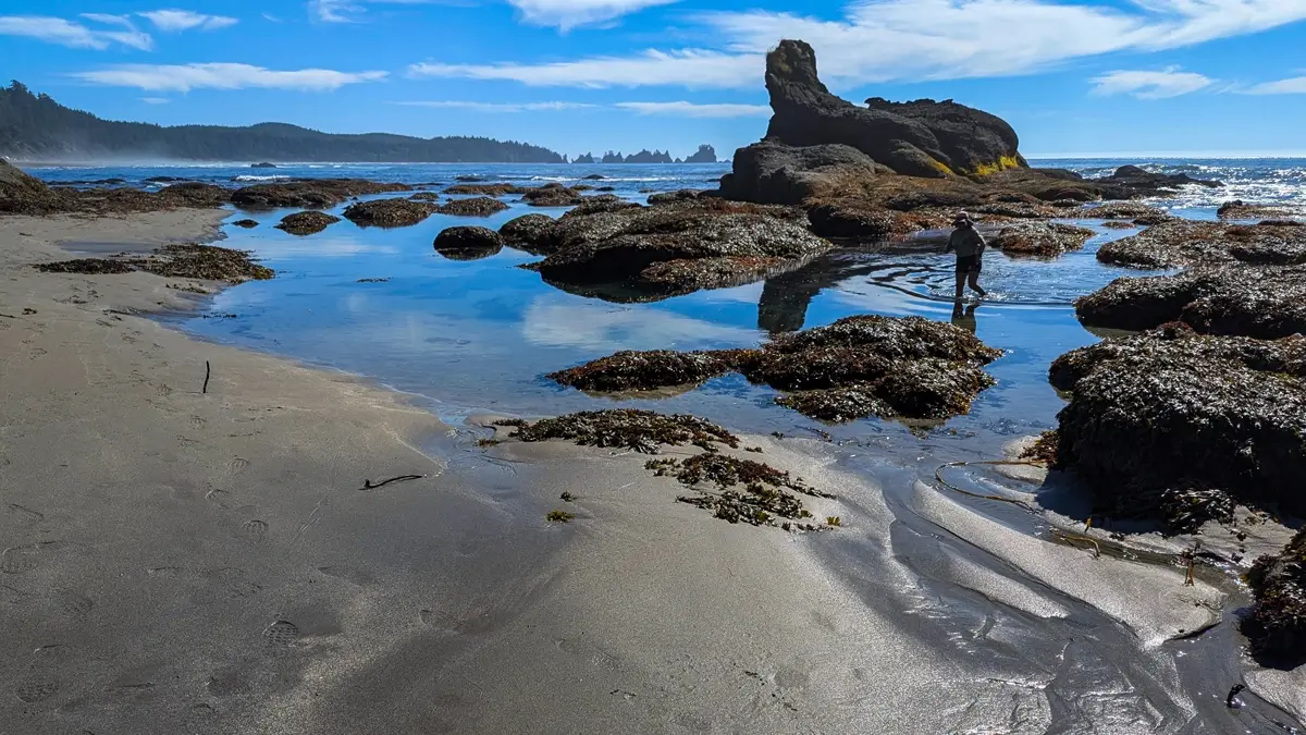 Minerva Wading Through Shi Shi Beach Tidepools A person wades through a shallow tide pool at Shi Shi Beach in Washington, surrounded by rugged seaweed-covered rocks and driftwood. The sky is clear with wispy clouds, and a large, uniquely shaped rock formation rises in the background near the crashing Pacific waves. Footprints dot the wet sand, hinting at recent beachcombing activity.