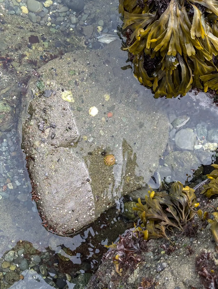Sea Life Along Shi Shi Beach A small tidepool with a flat rock covered in algae and a single sea urchin, surrounded by clear water, pebbles, and patches of brown and green seaweed.