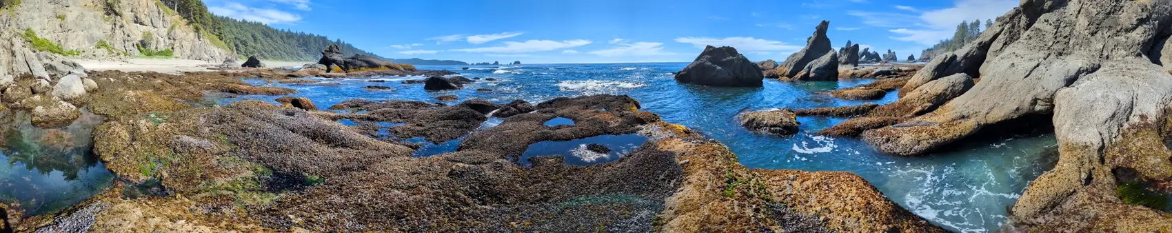 Shi Shi Beach Sea Stack Panorama Panoramic view of Shi Shi Beach's rocky shoreline and tidepools, with dramatic sea stacks jutting into the Pacific Ocean and waves splashing against the textured rocks under a clear sky.