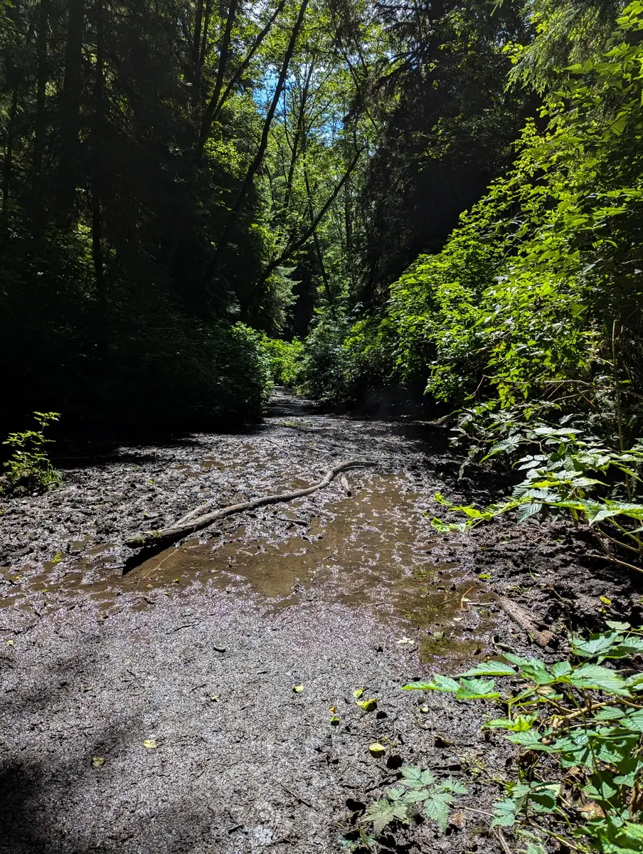 Shi Shi Beach Washington Muddy Trail A muddy Shi Shi Beach trail winds through a dense forest, with tree branches casting shadows over the wet ground and green foliage lining both sides of the path in Washington.
