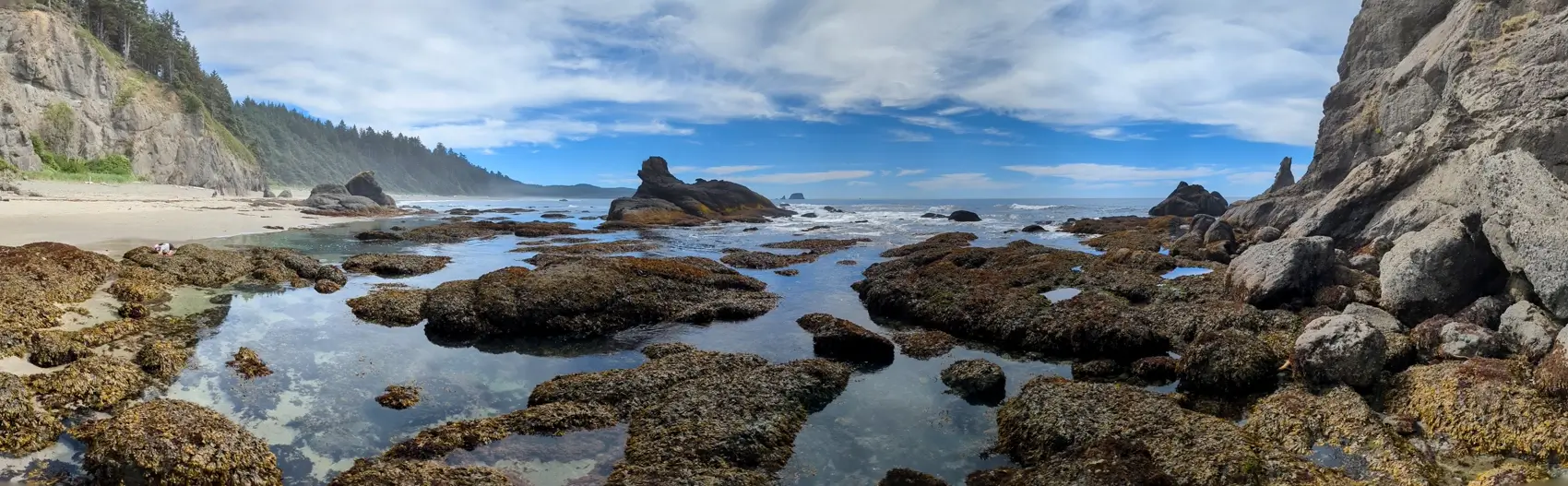 Shi Shi Beach Washington Panorama Wide panoramic shot of Shi Shi Beach showing calm tidepools and seaweed-covered rocks stretching to the ocean, bordered by forested cliffs and a slightly overcast sky meeting the horizon.