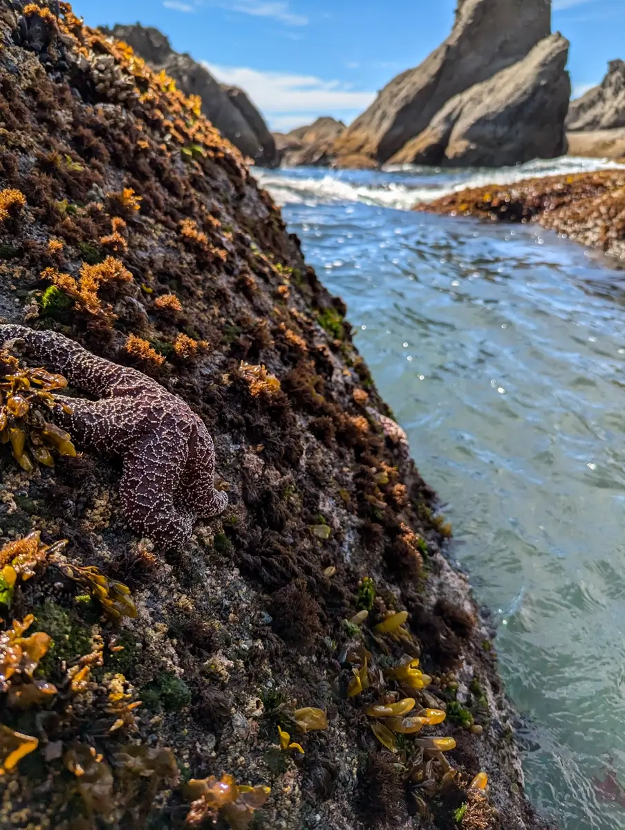 Starfish Along Shi Shi Beach A close-up of a purple sea star clings to a rock covered in barnacles and seaweed in a tidepool at Shi Shi Beach WA, with jagged sea stacks and gentle waves in the background under a bright blue sky.