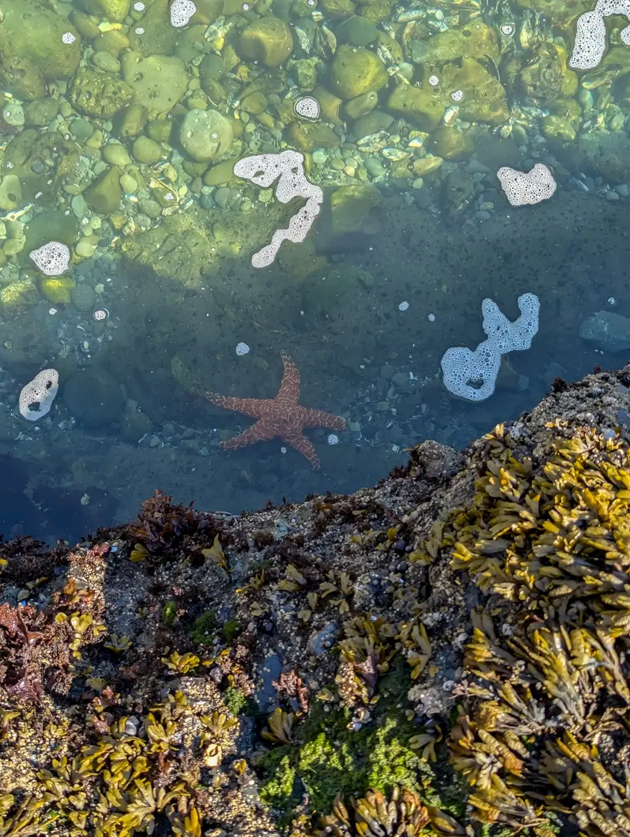 Starfish In Water Along Shi Shi Beach A bright orange starfish rests beneath the clear, shallow water of a tidepool, surrounded by smooth green stones and floating bits of sea foam, with barnacle-covered rock and seaweed in the foreground.