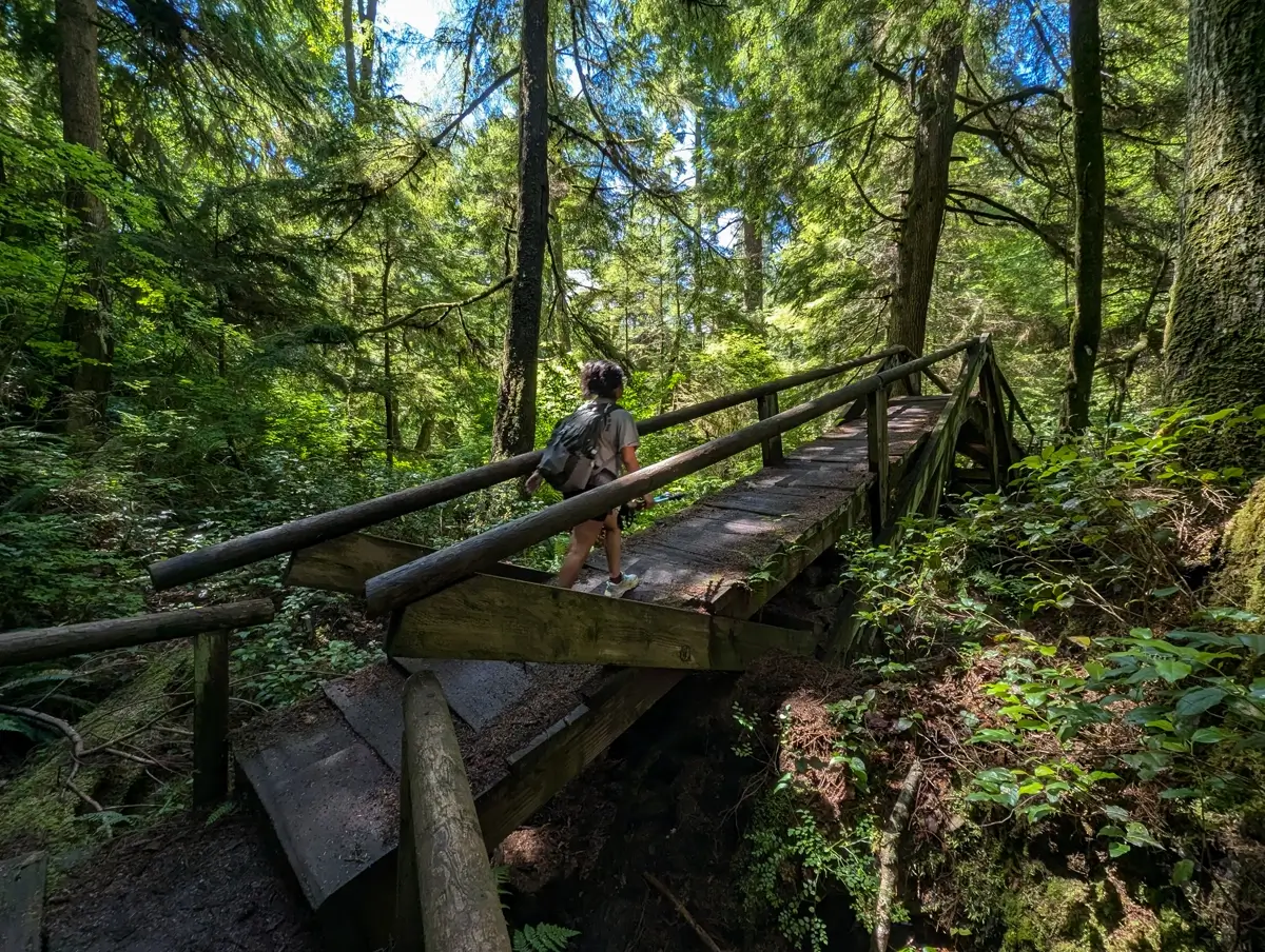 Wooden Bridge At Shi Shi Beach WA A hiker with a backpack crosses a rustic wooden bridge surrounded by lush green forest, dappled in sunlight filtering through tall evergreen trees along Shi Shi Beach trail.
