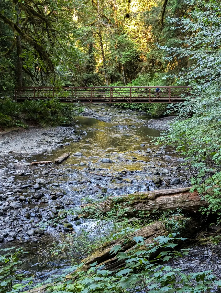 Bridge Over Barnes River Olympic National Park A wooden footbridge crosses Barnes Creek on the Marymere Falls hike in Olympic National Park, framed by dense green foliage and sunlight filtering through towering trees.