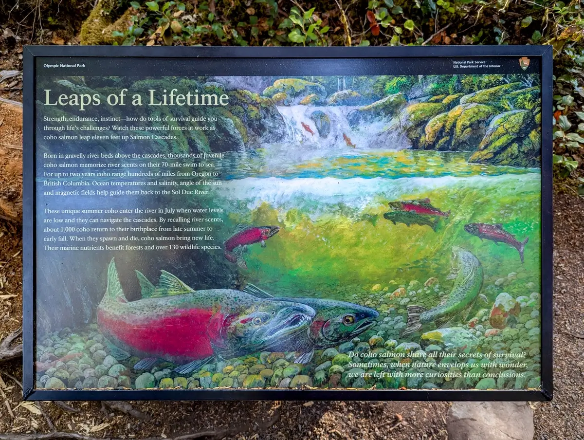 An interpretive sign titled “Leaps of a Lifetime” at Salmon Cascades in Olympic National Park, featuring an illustrated underwater scene of coho salmon swimming and leaping through a cascade. The text explains the salmon’s life cycle, migration patterns, and how about 1,000 coho return to this river each year, supporting over 130 wildlife species.