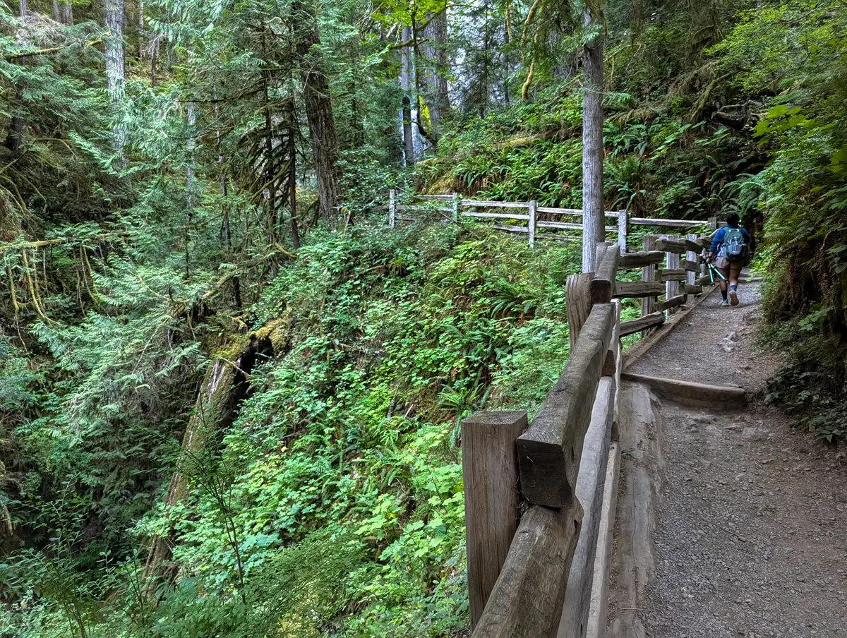 Minerva On Marymere Falls Trail WA Hiker walking along a lush, forested trail to Marymere Falls in Olympic National Park, with wooden railings and dense greenery on both sides of the narrow path.