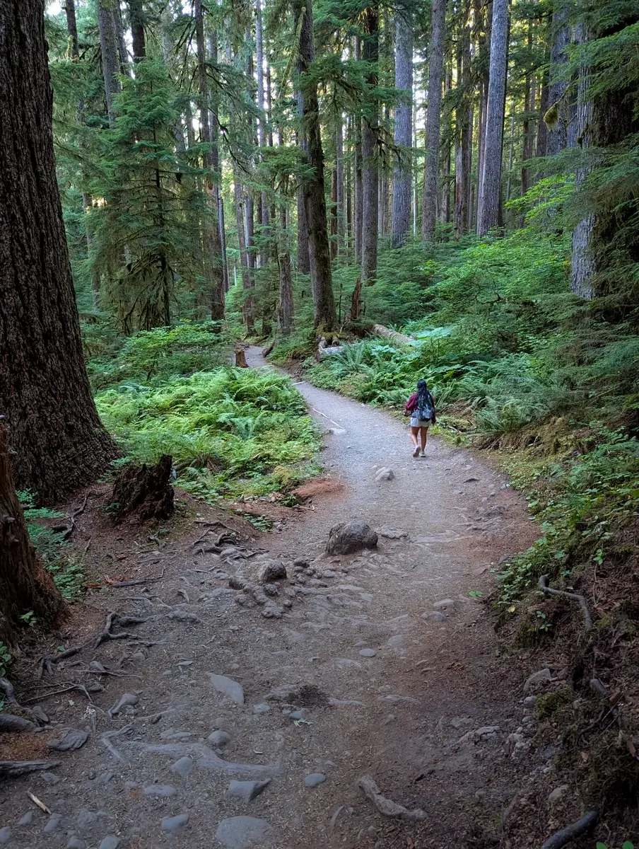 A person hikes alone along a winding, rocky forest trail surrounded by ferns and tall trees. The serene path curves gently through the dense greenery of Olympic National Park’s old-growth forest.