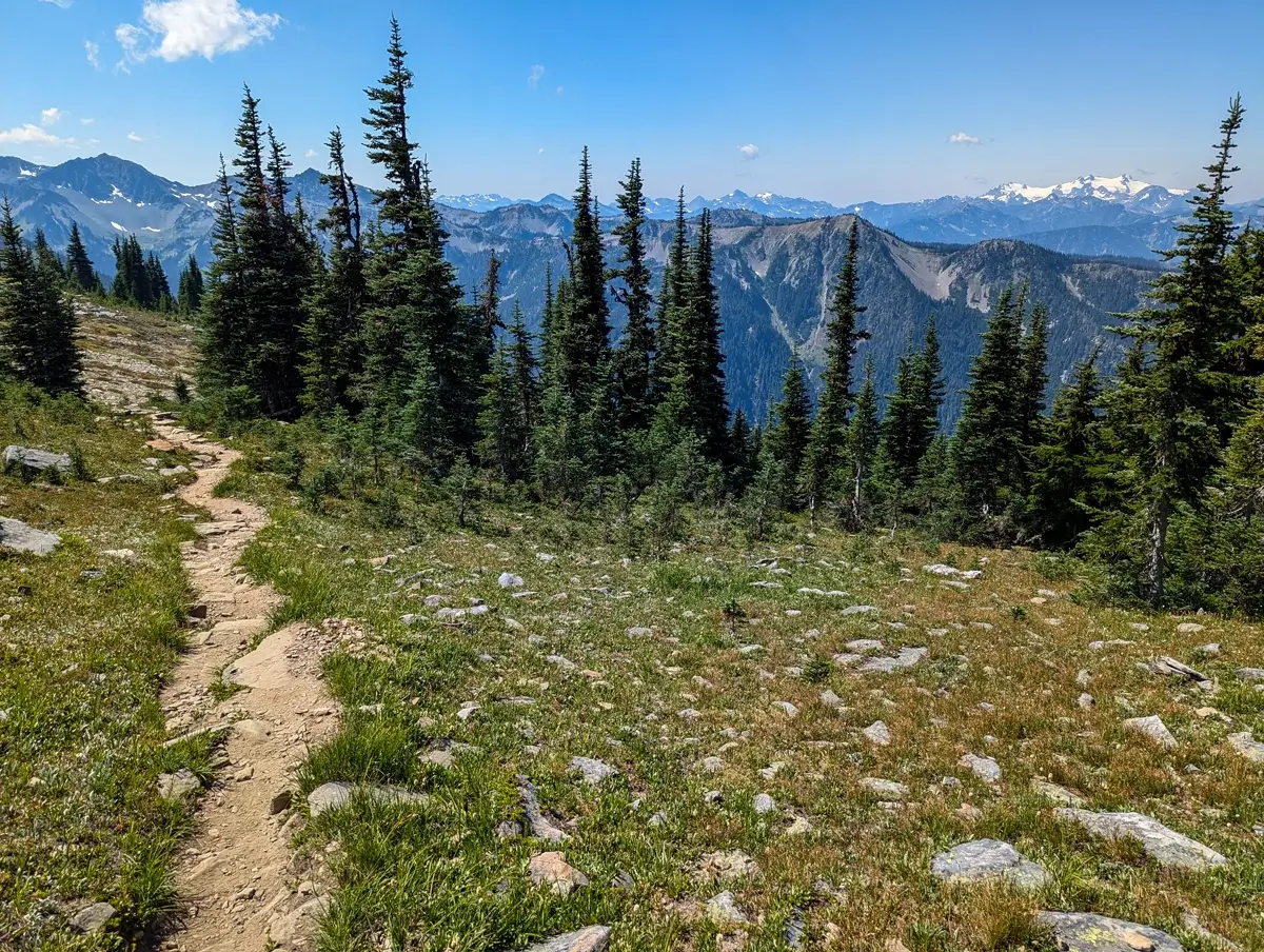 Grand Valley Trail Through Hurricane Ridge A narrow dirt trail winds through a meadow dotted with rocks and leads into a dense grove of evergreen trees, with rugged mountain peaks and snowy ridges visible in the distance under a bright blue sky.