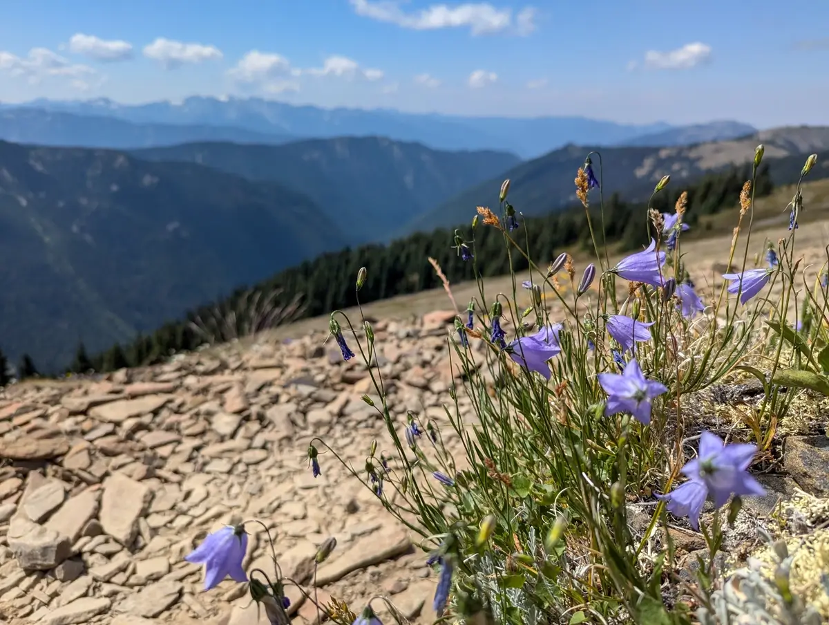 Purple Flowers Along Grand Valley Trail