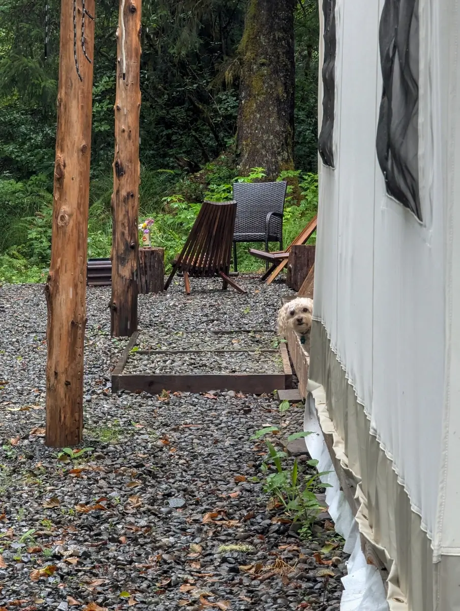 Toby Peeking Around The Yurt Corner A playful white dog, Toby, peeks from behind a glamping yurt at Mossquatch Resort, showing the gravel outdoor seating area and lush forest surroundings on the Olympic Peninsula.