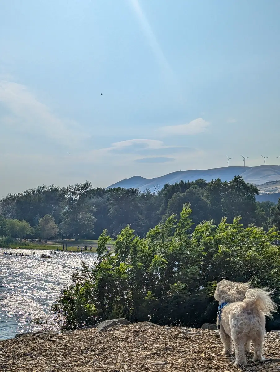 Toby At Maryhill State Park Facing a tree-lined shoreline at Maryhill State Park, a fluffy white dog looks toward the glittering Columbia River with wind turbines visible on the hills in the distance.