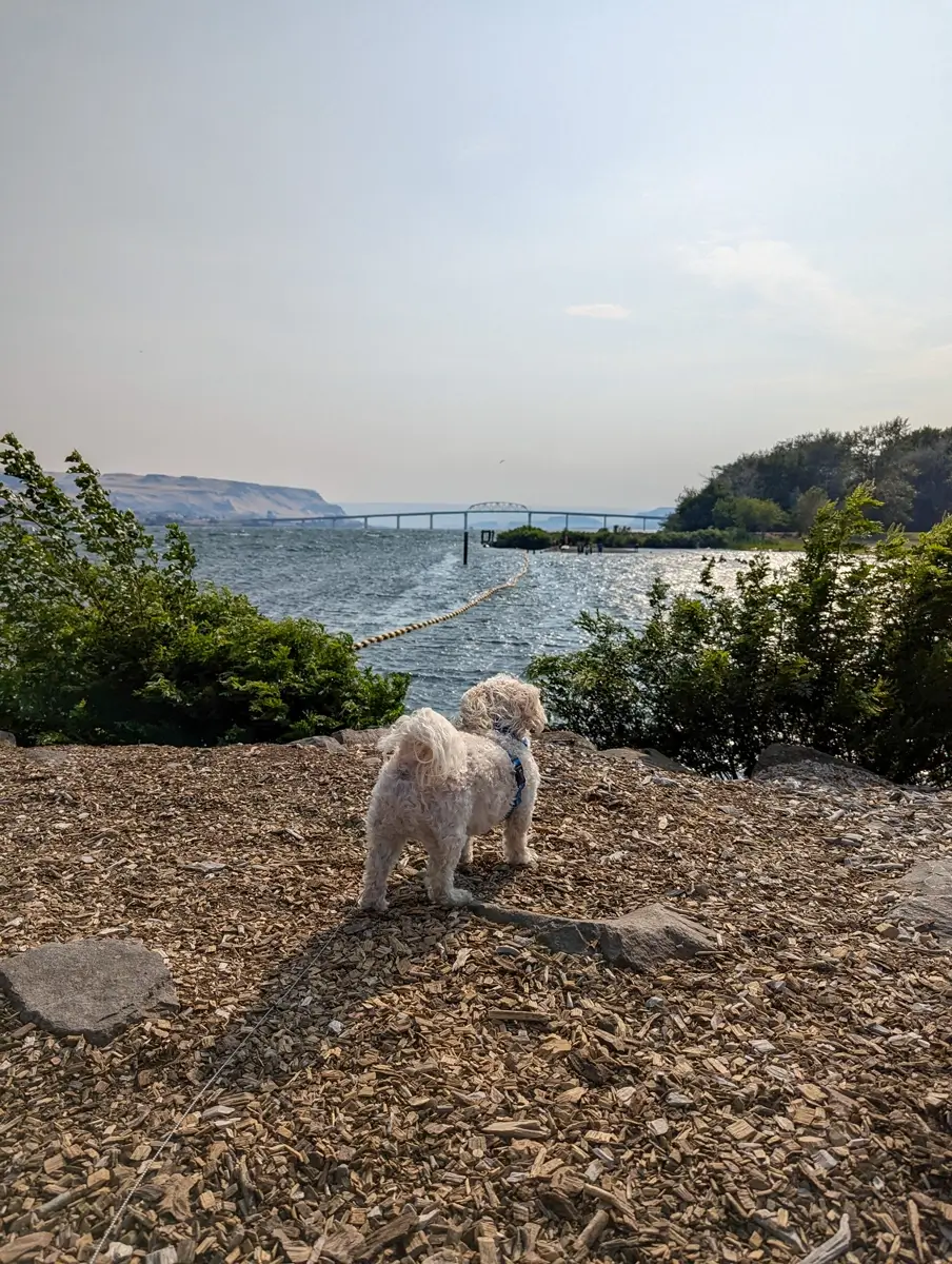 Toby In The Gorge A small white dog on a leash stands on a bark-covered overlook at Maryhill State Park, gazing out at the Columbia River with a long bridge and distant cliffs under a hazy sky.