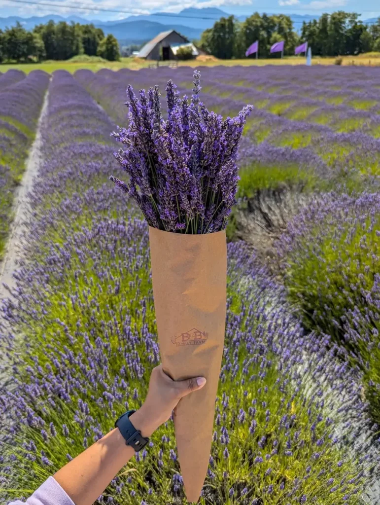 Sequim Lavender Fields: Visiting the Lavender Capital of North America