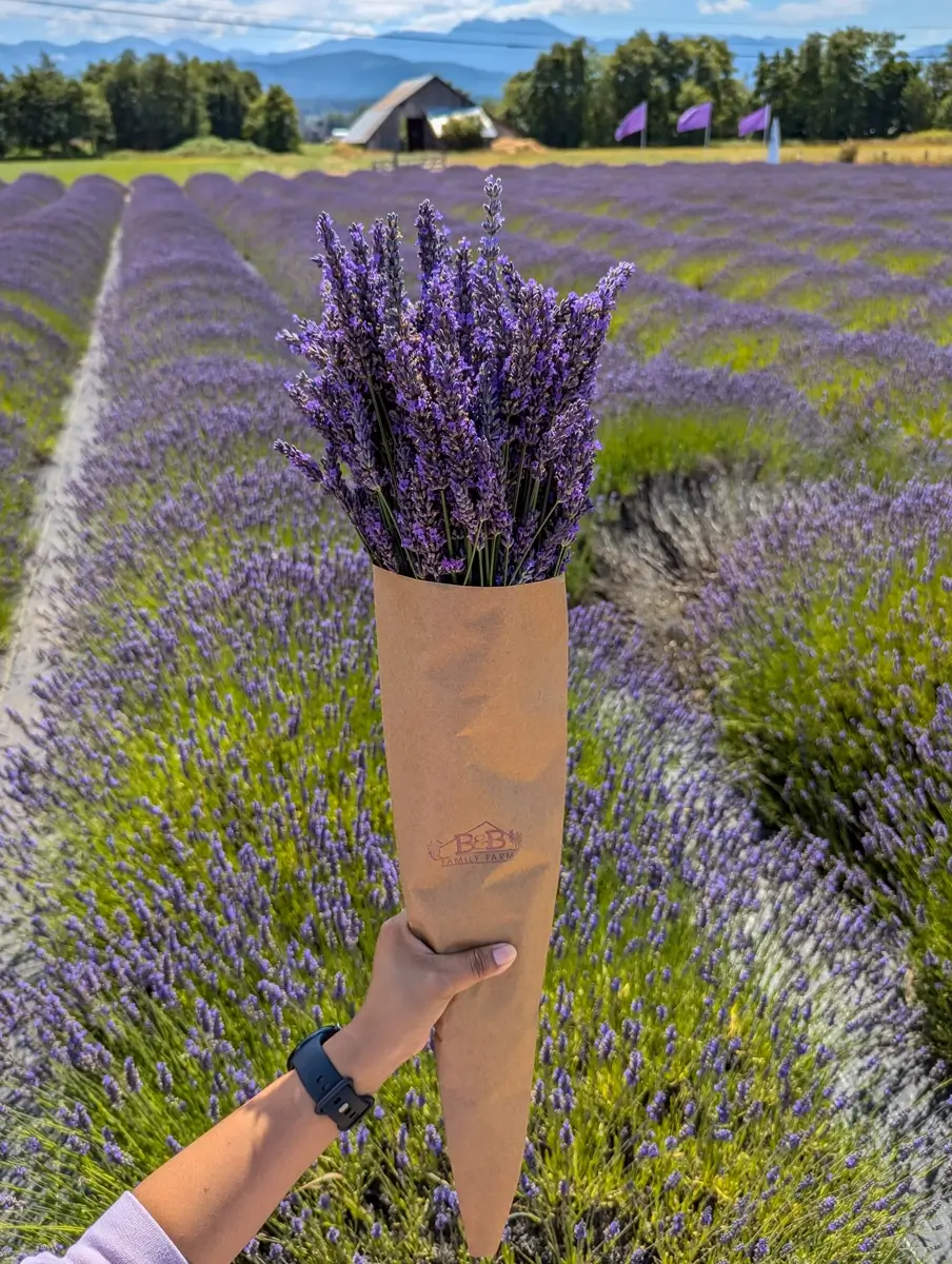 BB Family Lavender Farm Lavender Bouquet Sequim Lavender Fields: Visiting the Lavender Capital of North America