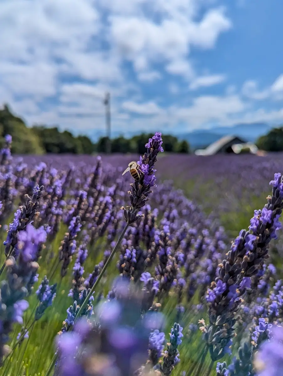 Bee Sitting On Lavender Honeybee perched on a single lavender spike in the Sequim lavender field at B & B Family Lavender Farm, with blurred rows of purple flowers and a barn in the background under a bright blue sky.