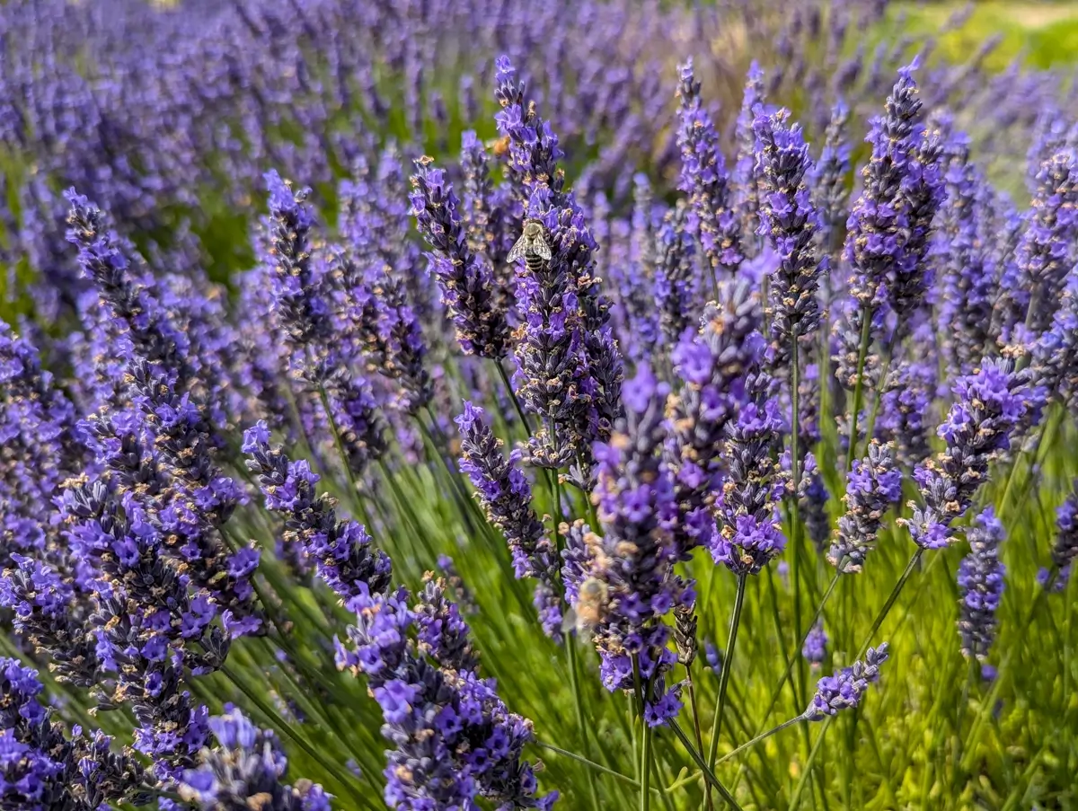 Bee On Lavender Plant Detailed close-up of vibrant purple lavender flowers in full bloom at B & B Family Lavender Farm in Sequim, with a bee collecting nectar among the blossoms in the Olympic Peninsula.