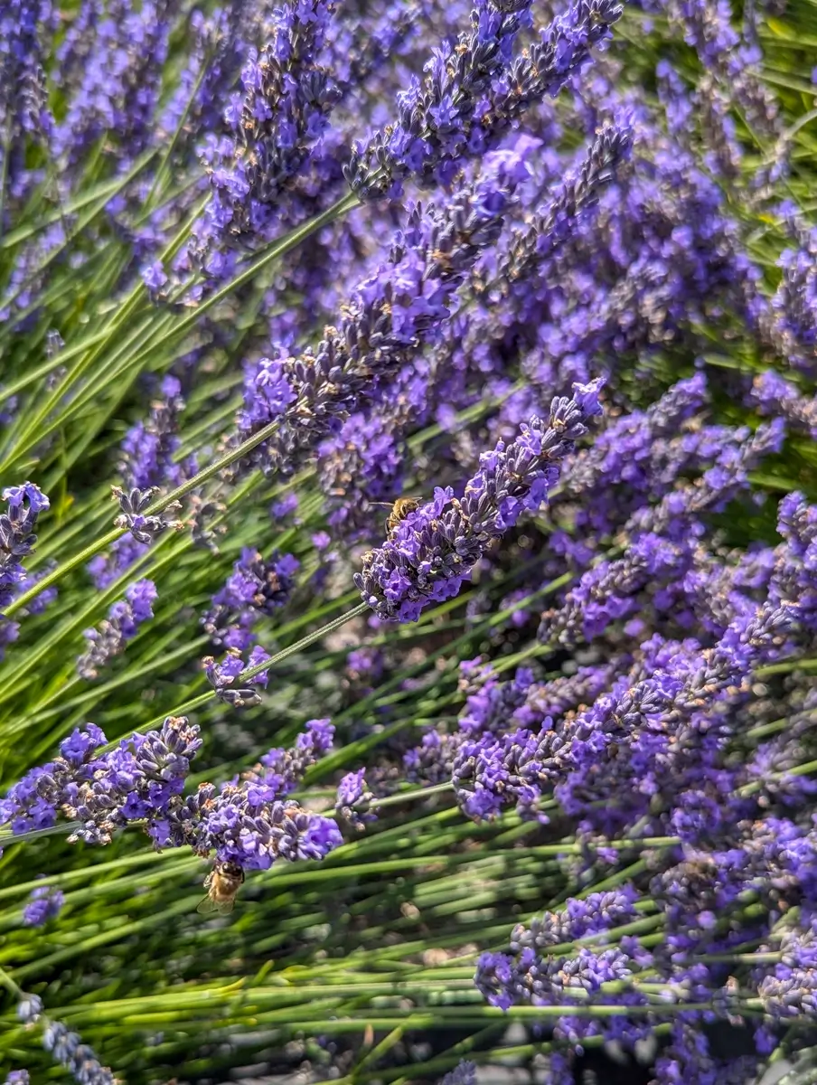 Bee On Lavender Close-up of deep purple lavender blossoms in the Sequim lavender field at B & B Family Lavender Farm, with honeybees collecting nectar among the fragrant flowers.