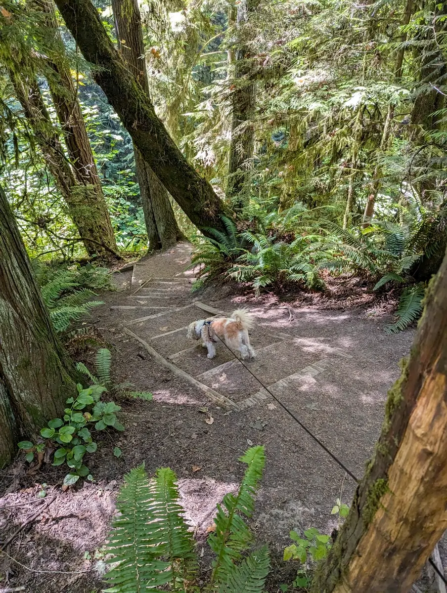 Dog Friendly Peabody Creek Trail A small, fluffy dog on a leash walks down a series of rustic wooden steps on the Peabody Creek Trail, surrounded by lush green ferns and towering mossy trees in Olympic National Park. The sun dapples through the forest canopy, highlighting the dog and the dirt path.