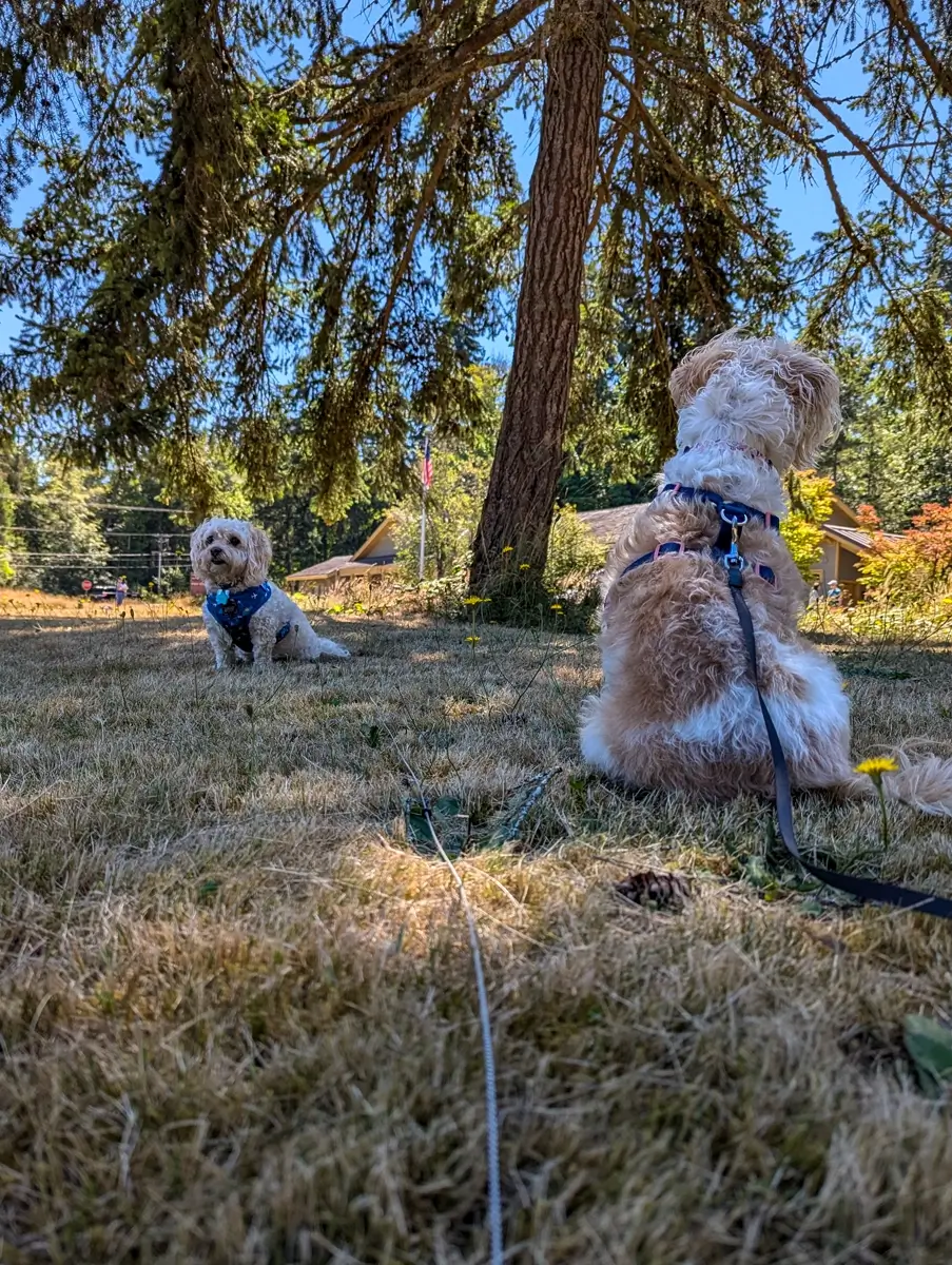 Dogs At Olympic National Park Visitor Center Two dogs with harnesses and leashes sit patiently on a patch of dry grass under a large pine tree. One dog, a golden doodle, is seen from behind, while the other, a smaller poodle-mix, looks towards the camera. In the background, there is a building and a flagpole, indicating the setting is near the Olympic National Park Visitor Center.