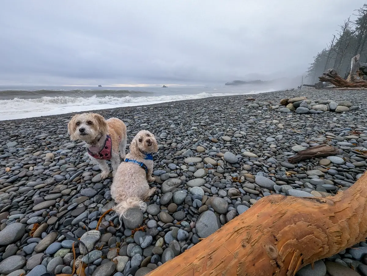 Two small dogs in harnesses and leashes stand on the rocky shore of Rialto Beach, Olympic National Park, with driftwood nearby and ocean waves crashing in the background.