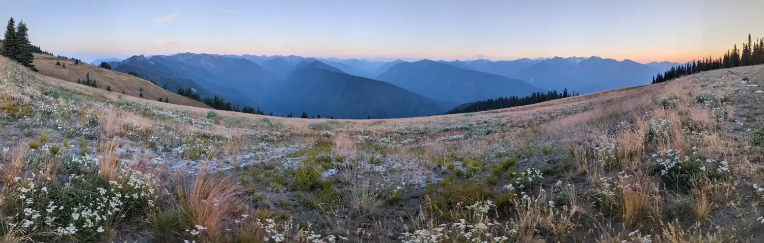 A wide panoramic shot of Hurricane Ridge at sunset, featuring a vast expanse of rolling hills covered in wildflowers and grasses. The Olympic Mountains form a dramatic backdrop under a pastel sky, creating a serene and expansive landscape view.