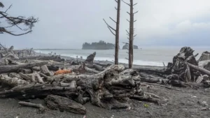 Rialto Beach, WA: Dog-Friendly Guide, Tips & What to Expect
