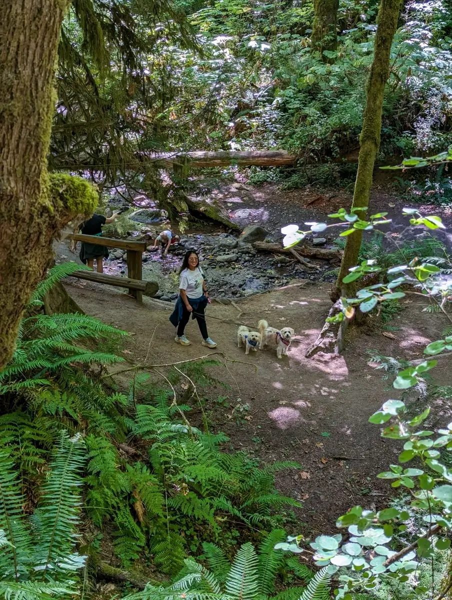 Minerva Toby And Lily On Peabody Creek Trail Hiker walking two small dogs near a creek on Peabody Creek Trail in Olympic National Park, with mossy trees and ferns along the shaded path.