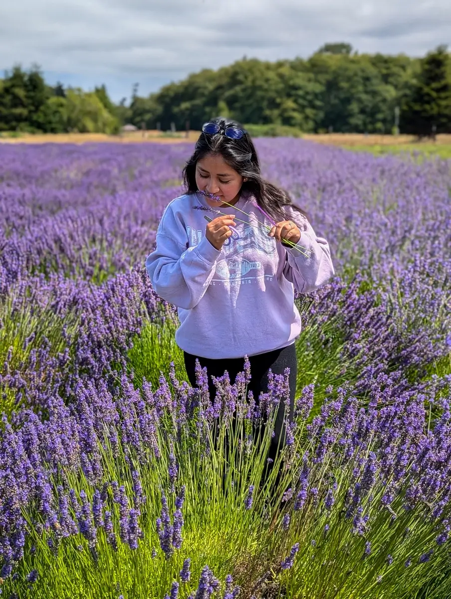 Minerva At BB Family Farm Portrait A woman in a lavender-colored sweatshirt smelling fresh lavender sprigs while standing in a vibrant Sequim lavender field at B & B Family Lavender Farm, surrounded by rows of purple blooms under a cloudy summer sky.
