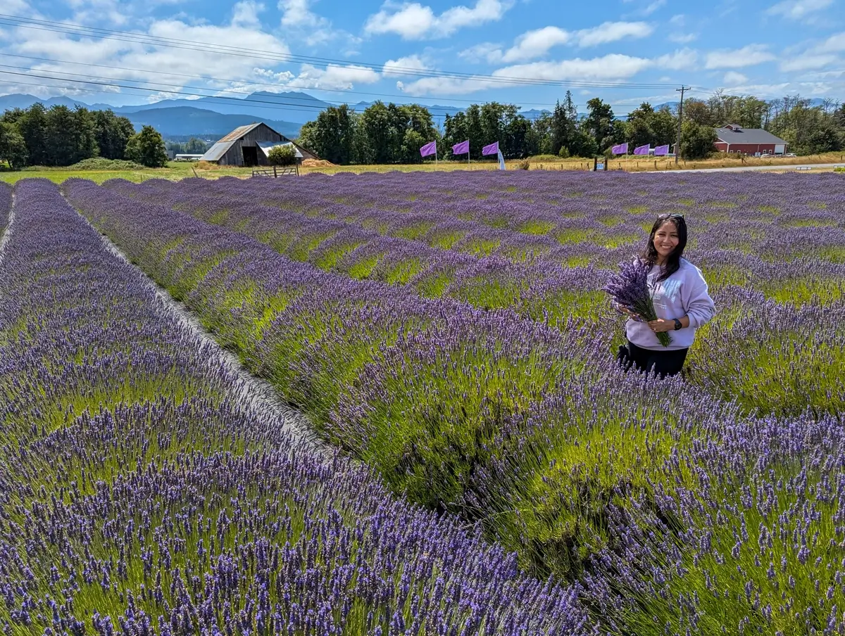 Minerva In A Lavender Field A woman named Minerva, wearing a white hoodie, stands smiling in a row of blooming lavender, holding a bouquet of freshly picked lavender. The rows of purple flowers stretch back into the distance toward a weathered barn and a line of trees. The background features a sunny sky and distant mountains, highlighting the scenic beauty of the Sequim lavender fields on the Olympic Peninsula.
