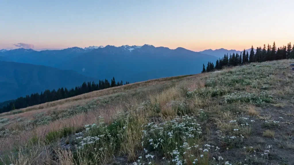Hurricane Ridge in Olympic National Park: Scenic Drive, Best Hikes & Sunset Views