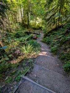 Peabody Creek Trail: Dog-Friendly Hike Near Olympic Visitor Center