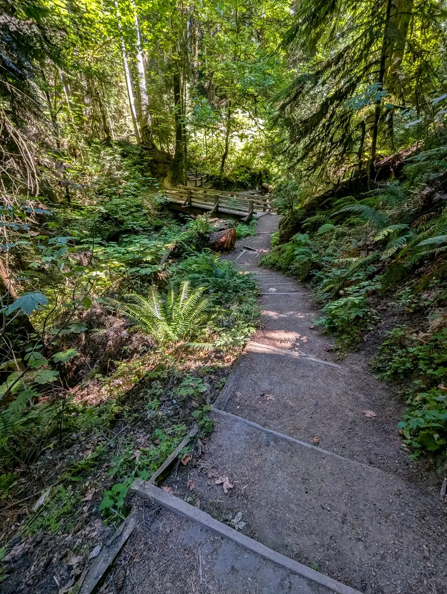 Peabody Creek Olympic Peninsula Washington Peabody Creek Trail: Dog-Friendly Hike Near Olympic Visitor Center