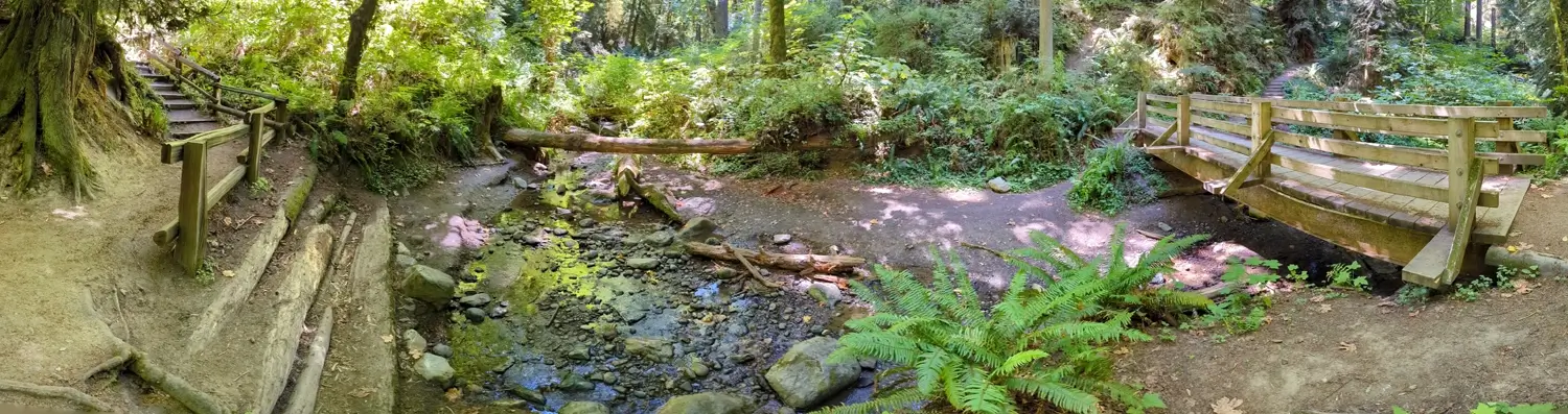 Peabody Creek Panorama A wide panoramic shot of a scenic creek crossing on the Peabody Creek Trail. A clear, rocky stream flows under a rustic wooden footbridge on the right, while the trail with wooden steps and a railing ascends a bank on the left. The scene is enveloped by dense forest with sunlit ferns and mossy tree trunks.