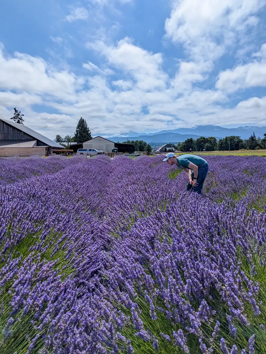 Sam At BB Family Farm A man named Sam wearing a blue shirt and baseball cap kneels in the middle of a vibrant purple lavender field, looking closely at the flowers. In the background, there's a rustic wooden barn and a clear view of the Olympic Mountains under a bright blue sky with scattered clouds. The photo captures a sunny day at B&B Family Lavender Farm in Sequim, Washington.