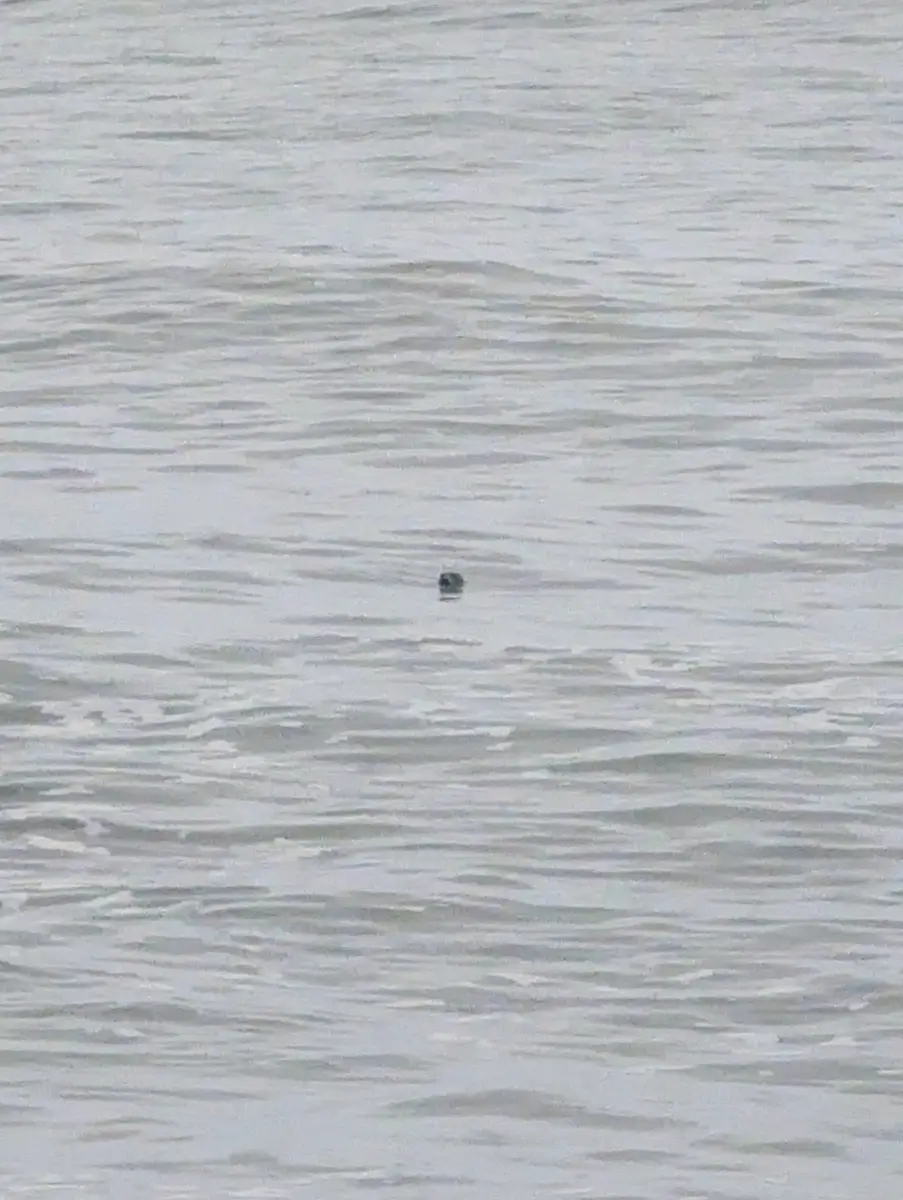 A close-up, telephoto shot of a single dark seal head just barely breaking the surface of the choppy, gray Pacific Ocean water at Rialto Beach, Washington.