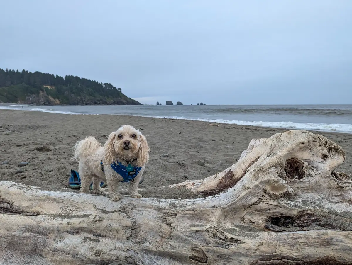 Toby Off Leash First Beach Small off-leash dog, Toby, standing on driftwood on the sandy First Beach in La Push, Washington with the Pacific Ocean and sea stacks in the background.