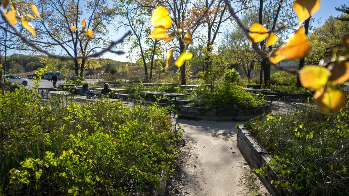 Indiana Dunes Loop A picnic area with wooden tables and benches, surrounded by green and golden-leafed trees and lush bushes, located near the Dune Succession Trail parking lot at Indiana Dunes National Park.