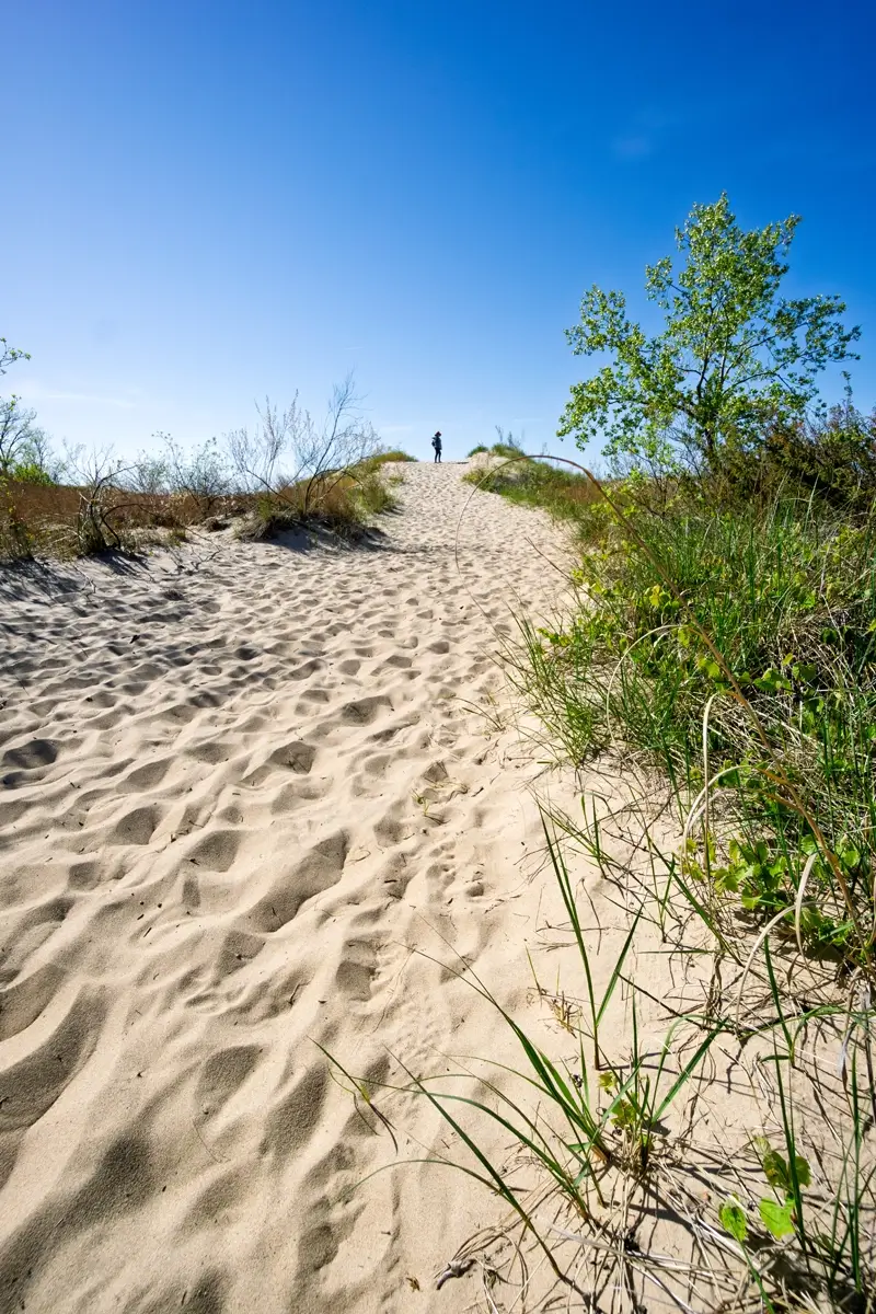 Minerva On The Indiana Dunes Hiker on the wooden boardwalk of the Dune Succession Trail at Indiana Dunes.
