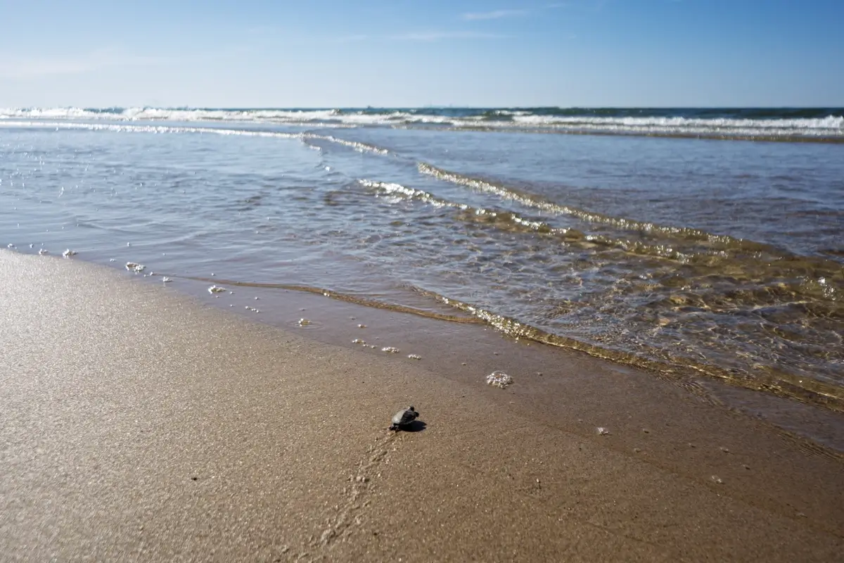 Turtle Walking Into The Lake A baby turtle tries to walk into the waves of Lake Michigan from the beach.