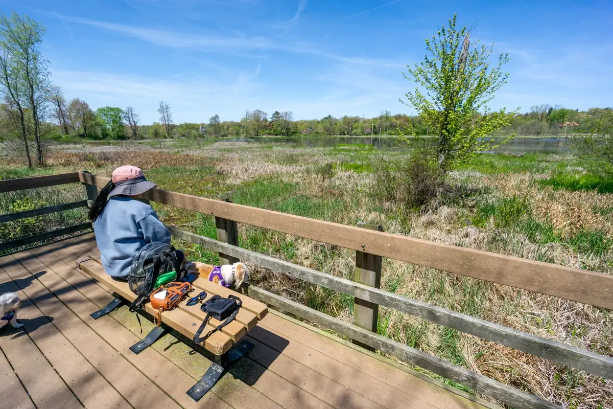 Great Marsh Observation Deck Bench Indiana Dunes Visitor sitting on a wooden bench at the Great Marsh Observation Deck, overlooking the wide marshland and wetlands at Indiana Dunes National Park on a sunny day.