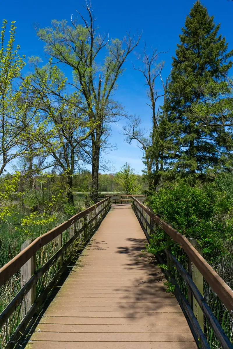 Great Marsh Observation Deck Boardwalk Indiana Dunes A wooden boardwalk on the Great Marsh Trail at Indiana Dunes National Park surrounded by lush green trees under a bright blue sky.
