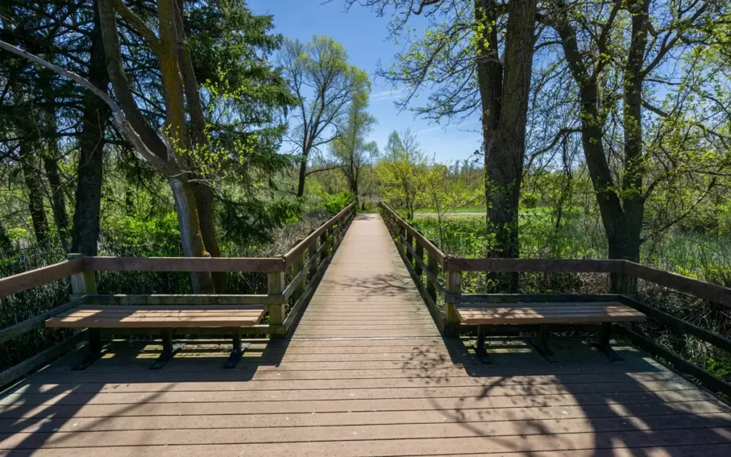 Wooden boardwalk and observation deck with benches on either side, leading through the lush green trees and wetlands of the Great Marsh in Indiana Dunes.