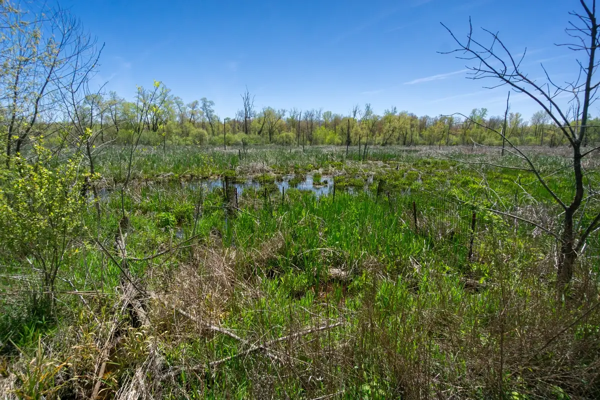 Indiana Dunes Great Marsh View across the Great Marsh showing green and straw-colored marsh grasses, small shrubs, and a thick line of forest trees in the distance under a clear blue sky at Indiana Dunes National Park.